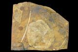 Paleocene Fossil Leaf (Cocculus) - North Dakota #145305-1